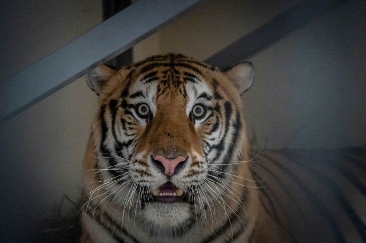 Samson, a male tiger, will leave on Sunday for the "Primadomus" Wildlife Refuge in Spain