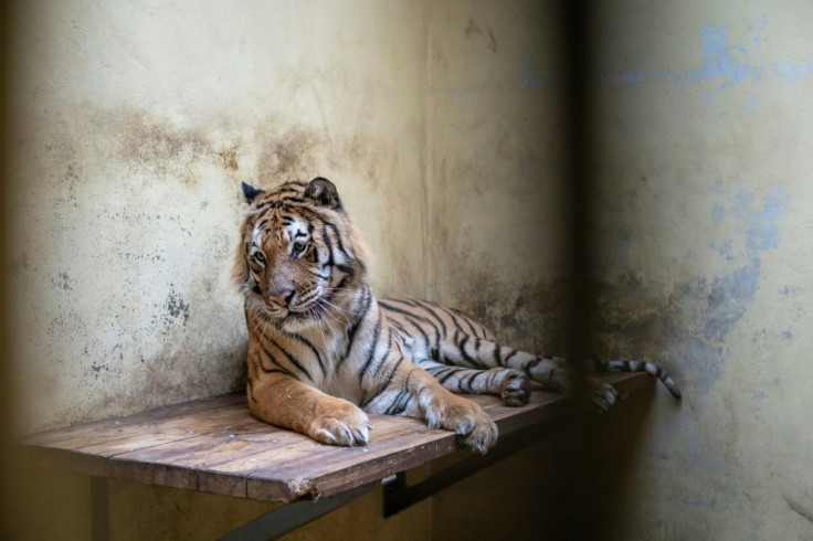 Kan, a male tiger, is seen in his temporary enclosure at the zoo in Poznan, Poland on November 6