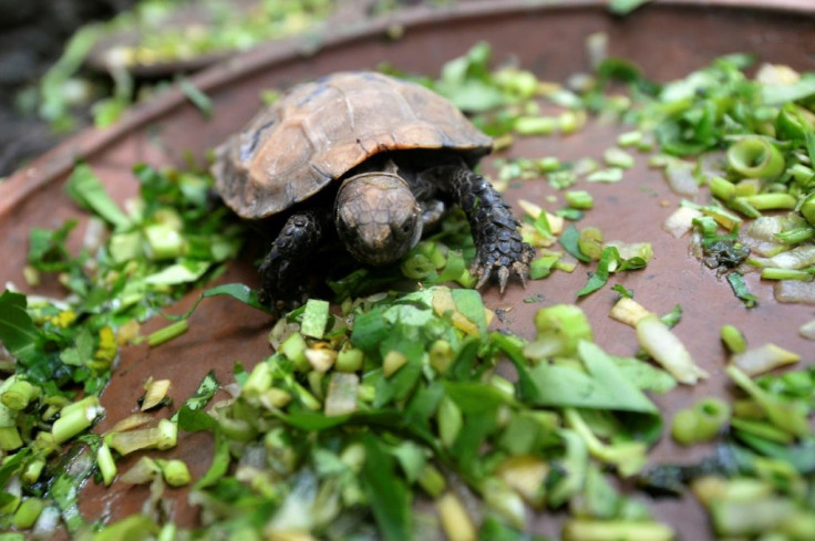 Environmentalists say the success of the breeding programme is no guarantee the species will survive once the newborns are released back into the wild
