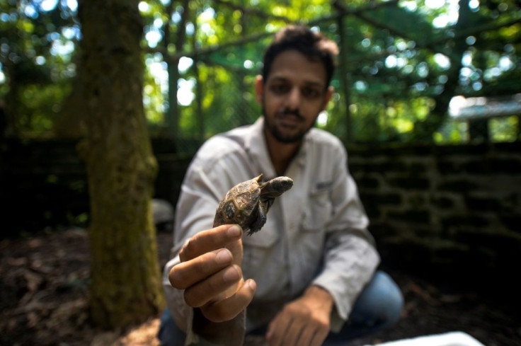Logging and slash-and-burn agriculture is eating into the tortoises natural habitat, environmentalists say