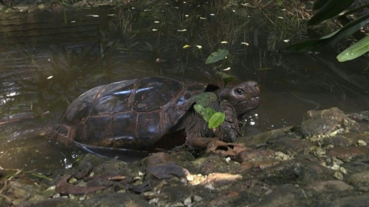 Newly-hatched tortoises take their first steps at a Bangladesh conservation park, their feet barely visible under hard shells that carry the weight of the species on their backs.These tiny newborns -- 41 in all -- belong to a species thought to have gon