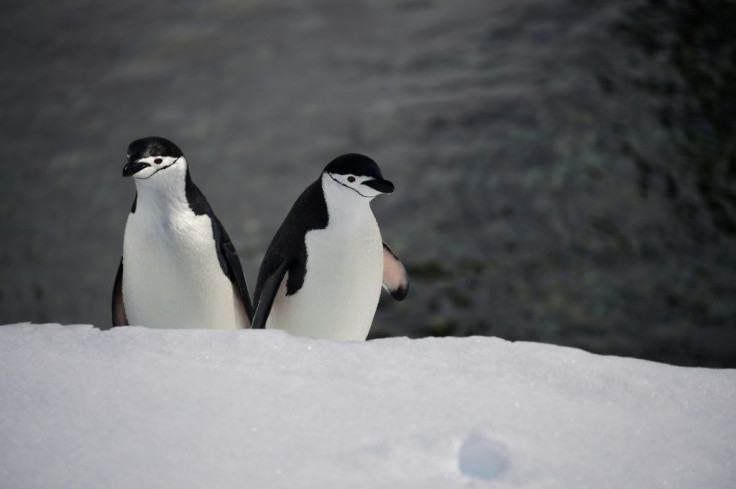 The colony of 2,500 chinstrap penguins has been gradually declining over the years