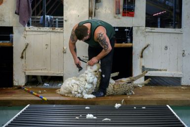 An employee shears a sheep at a ranch on the Falkland Islands, where tourism it has become a source of secondary employment for many inhabitants