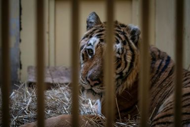 The tigers (including Gogh pictured at the Poznan zoo) were found in late October emaciated and dehydrated in the back of a truck taking them from Italy to a zoo in Russia's Dagestan Republic