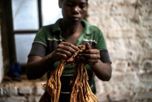 Tobacco is known locally in Malawi as "green gold", but the southern African nation must wrestle with allegations of child labour if the industry is to have a future