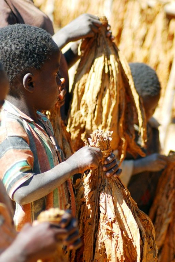 Malawian children carrying tobacco leaves on a farm in 2009. A government survey conducted two years ago found that more than one in three childen work