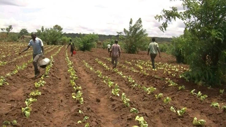 Malawi tobacco pressured as US butts in over labour abuses