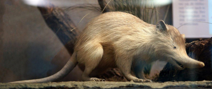 Solenodon Paradoxus