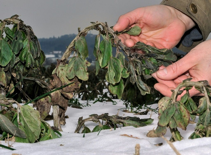 Scientists hope that by collecting wild relatives of food crops, illustrated here by alfalfa used as animal feed, they can find genetic variations to strengthen their defences against disease and climate change