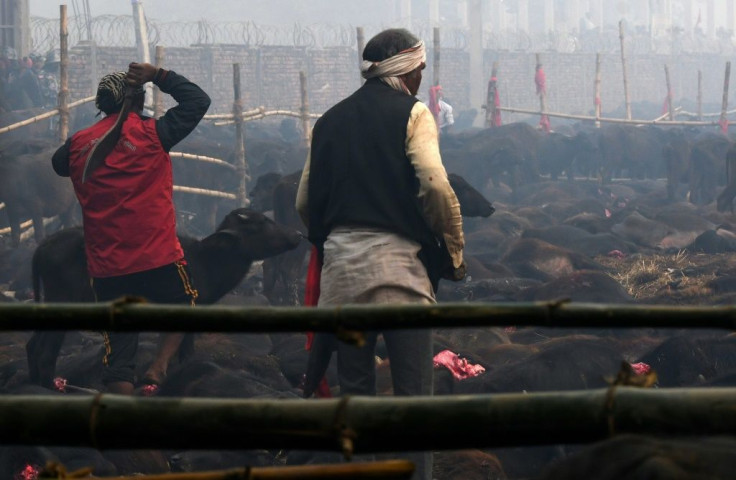 An estimated 200,000 animalsÂ ranging from goats to rats were butcheredÂ during the last two-day Gadhimai Festival in 2014