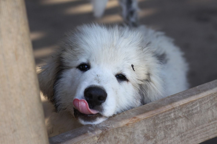 couple rescues puppies in utah mountain