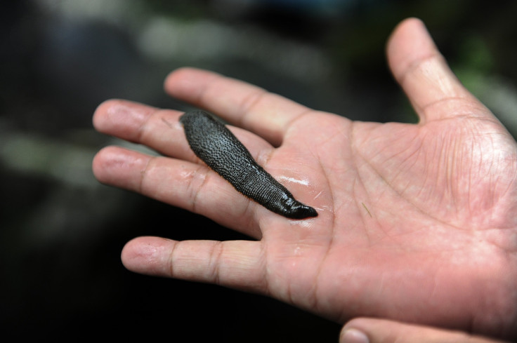 leech
