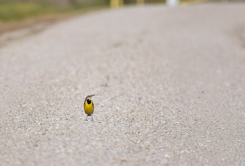 Birds Shrinking But Wings Getting Longer Due To Climate Change | IBTimes