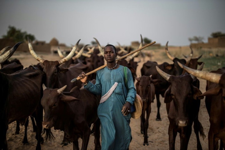 Greener pastures: A Fulani herdsman and his cattle in Bermo, a cool, moist haven on the nomads' trail