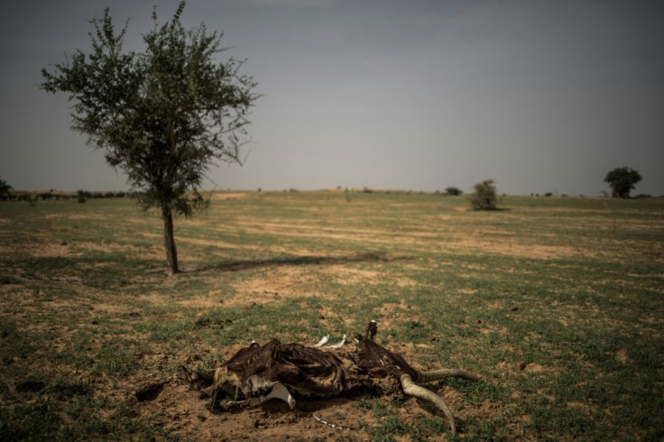 The carcass of a cow lies on the trail leading to Bermo