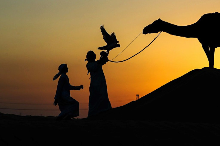 An Emirati falconer releases a falcon while on a hunting trip by Al-Marzoom Hunting Association at Al-Marzoom Falconry Reserve