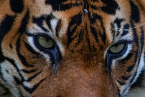 Sumatran tigers are considered critically endangered by protection group the International Union for Conservation of Nature, with fewer than 400 believed to remain in the wild