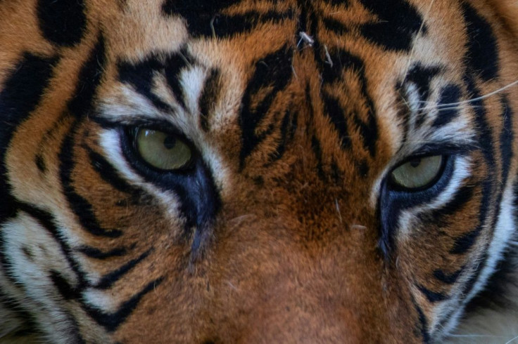 Sumatran tigers are considered critically endangered by protection group the International Union for Conservation of Nature, with fewer than 400 believed to remain in the wild