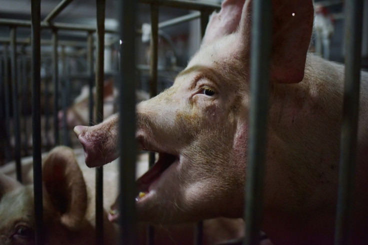 Authorities outlined a three-year plan to boost its pig-breeding facilities in a bid to restore the country's swine herd, devasted by African swine fever
