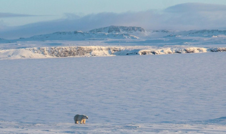 The World Wildlife Fund says that climate change is blame for polar bears coming ever closer to Russian villages in search of food