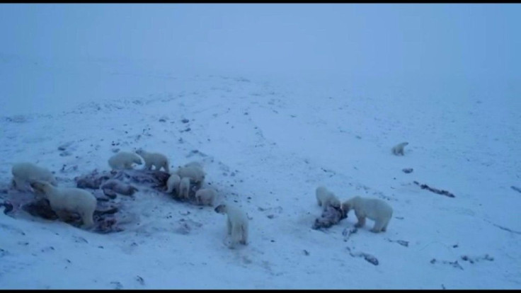 More than 50 polar bears have gathered on the edge of a village in Russia's far north, environmentalists and residents say, as weak Arctic ice leaves them unable to roam.
