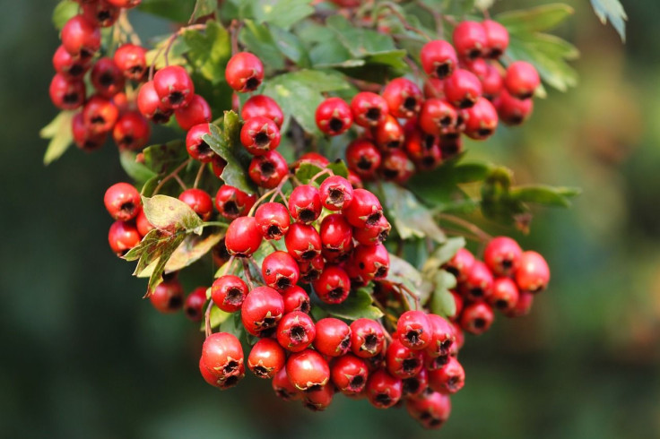 hawthorn berries lower cholesterol