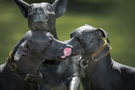 Xoloitzcuintles (ancient Mexican hairless dogs) play next to a Xoloitzcuintle statue in the garden of the Dolores Olmedo Museum in Mexico City