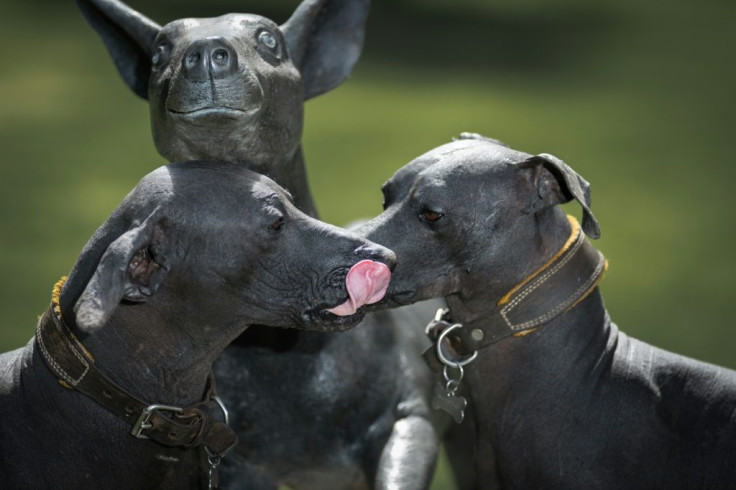 Xoloitzcuintles (ancient Mexican hairless dogs) play next to a Xoloitzcuintle statue in the garden of the Dolores Olmedo Museum in Mexico City