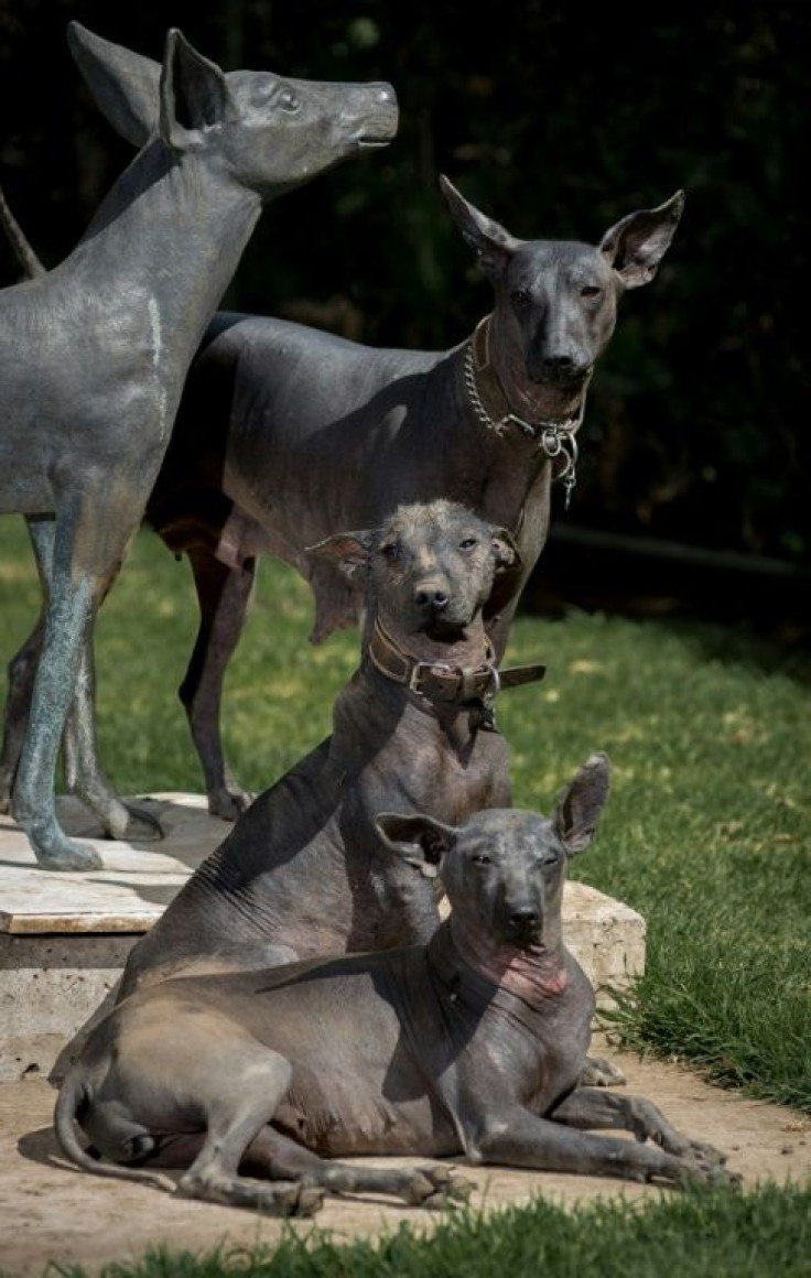 Xoloitzcuintles were able to survive largely thanks to the mountains in southern Mexico, where they lived in the wild before being re-domesticated by indigenous farmers