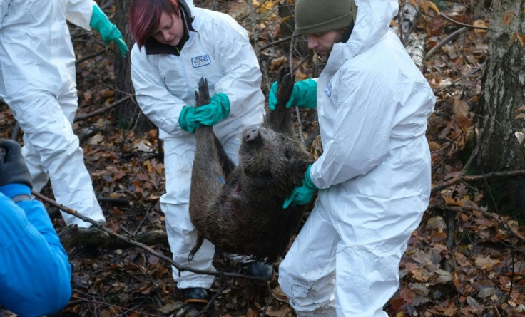 German experts think swine fever would most likely spread through wild boars