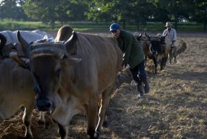Farmers use oxen to plough land in Cuba, which has been hit by a fuel shortage