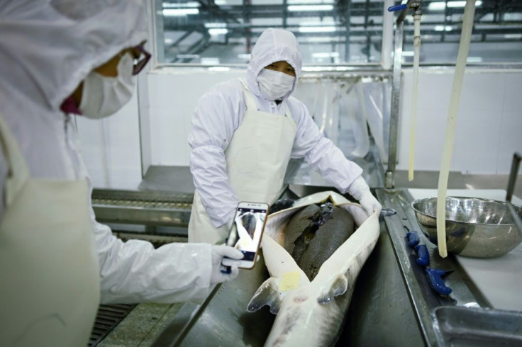 An employee of Chinese caviar company Kaluga Queen cuts open a sturgeon for its roe