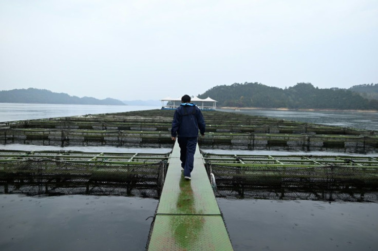 The bulk of China's caviar production comes from a picturesque lake ringed by mountains in eastern Zhejiang province