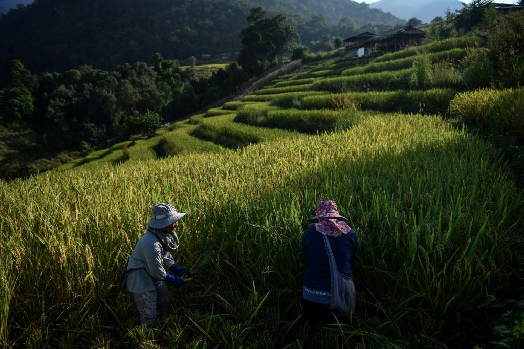 Thai Rice Farmers Shun 'Big Agribusiness' And Fight Climate Change