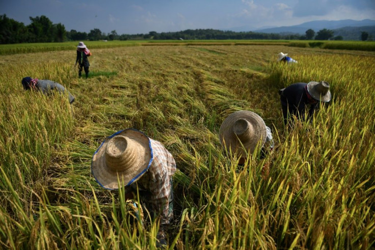 Farmers harvesting rice in the village of Mae Rim in the northern Thai province of Chiang Mai