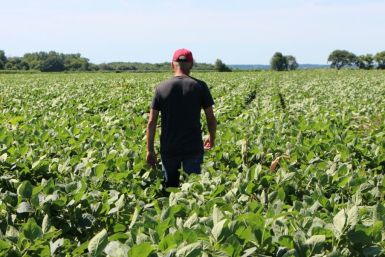 Farmer Terry Davidson walks through his soy fields in Harvard, Illinois in July 2018