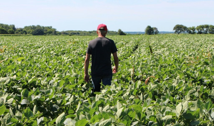 Farmer Terry Davidson walks through his soy fields in Harvard, Illinois in July 2018