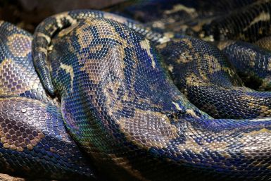 woman finds python wrapped around Christmas tree