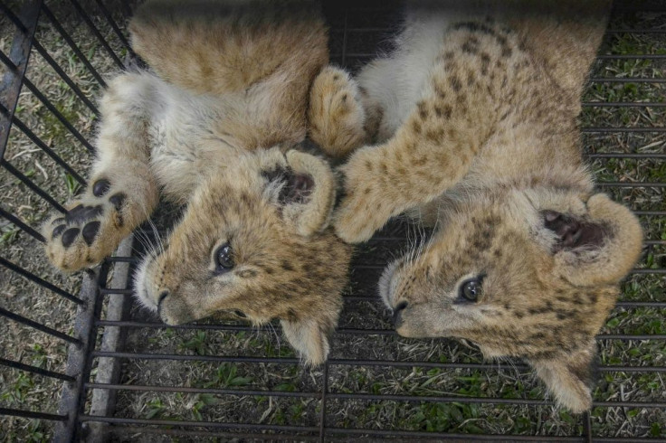 Two lion cubs were rescued by police from illegal wildlife traffickers in Pekanbaru in Indonesia's Riau province