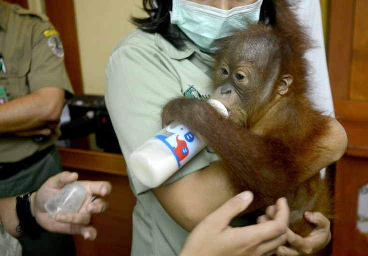 An officer holds Bon Bon, the baby orangutan, after it was discovered in the luggage of a Russian tourist in Bali in March 2019