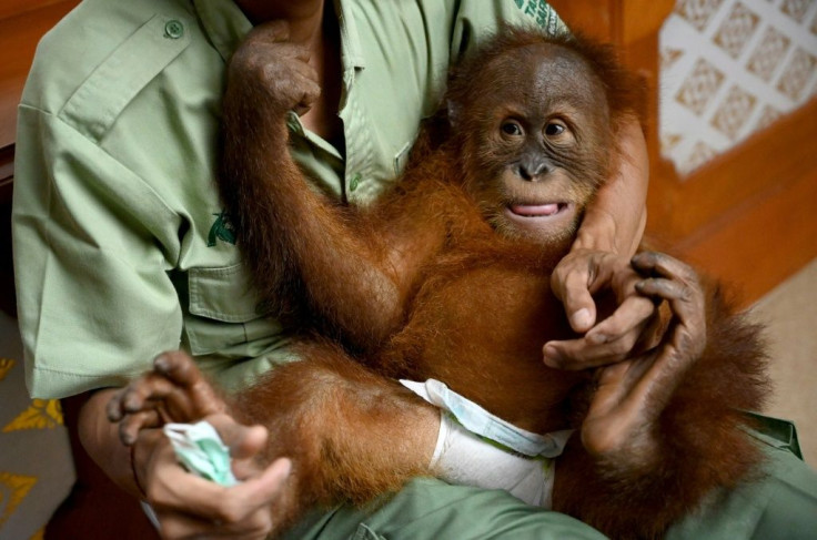 A keeper holds baby orangutan Bon Bon as he prepares to be sent to Sumatra to be released back into the wild