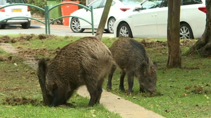 Dozens of wild pigs have taken up residence in northern Israel's coastal city of Haifa since the city banned culling.