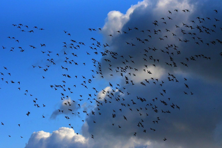 Bird Migration