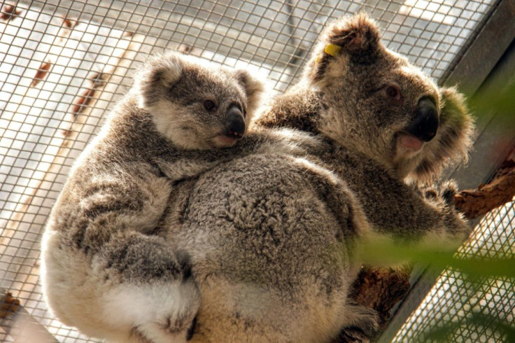 Rescuers scaled trees this week to retrieve three adult males, five adult females and four joeys