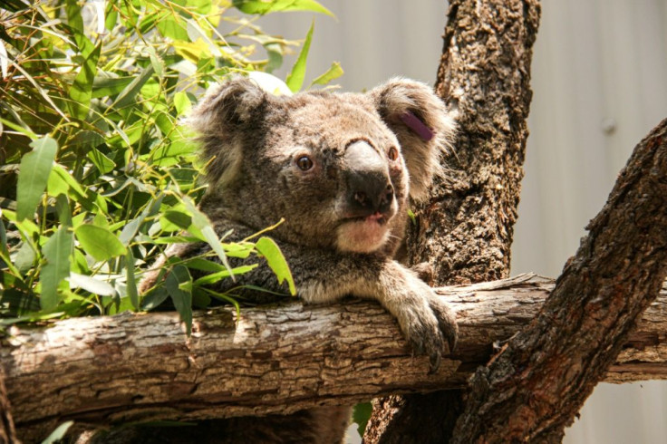 The koalas have been relocated to Sydney's Taronga Zoo until it is safe to return them back into the wild