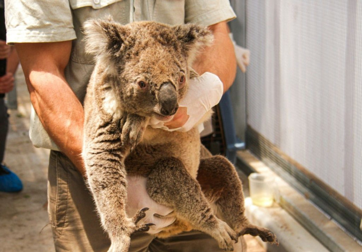 Dozens of koalas have been rescued in the past few months but hundreds more of the animals are feared to have died in the fires