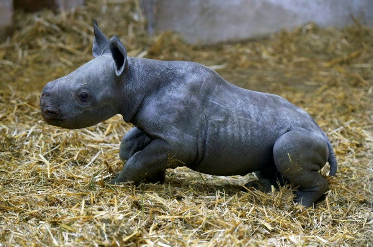 "It's an event because it's the first black rhino to be born in a French zoo," the Bassin d'Arcachon Zoo said in a statementÂ 