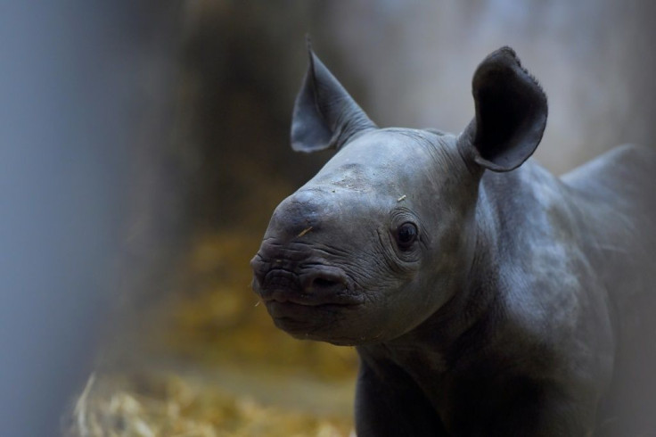 The male calf will be expected to breed to preserve the species as the majority of black rhinos in zoos are female