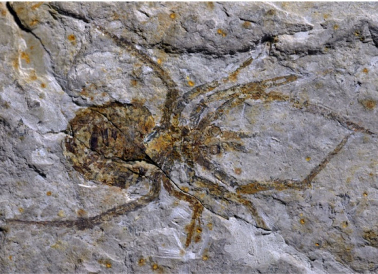 Fake Spider Fossil