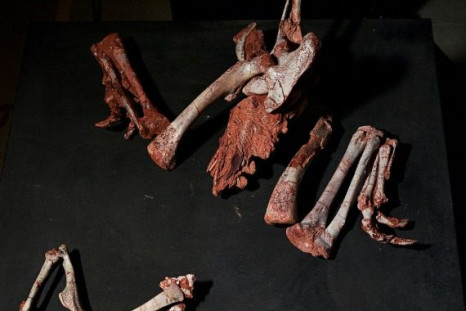 The first Gnathovorax skeleton was found in 2014 at Sao Joao do Polesine, and it is one of the oldest and best preserved dinosaur fossils ever discovered -- parts of it are seen here
